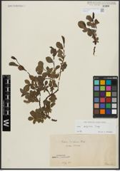Foto von Salix alpina Scop.
